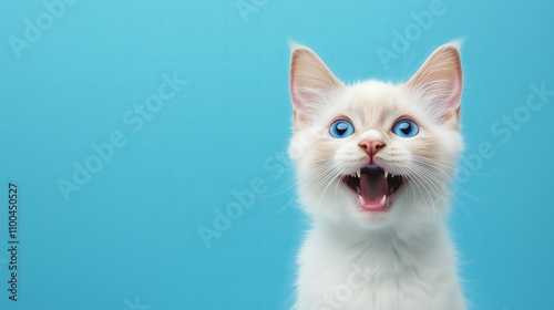 Portrait of a happy white angora cat with blue eyes, , isolated on a blue background. Studio shot, with copy space. photo