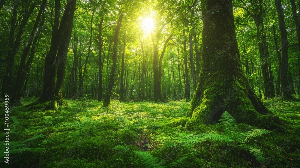 Fototapeta premium Sunlit Green Forest With Moss Covered Trees And Ferns