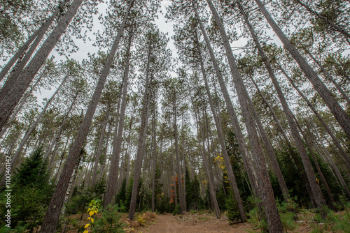 Cathedral Pines Trail