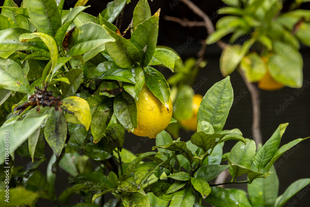 Fototapeta premium A lemon tree in Portugal after rainfall, with a shallow depth of field
