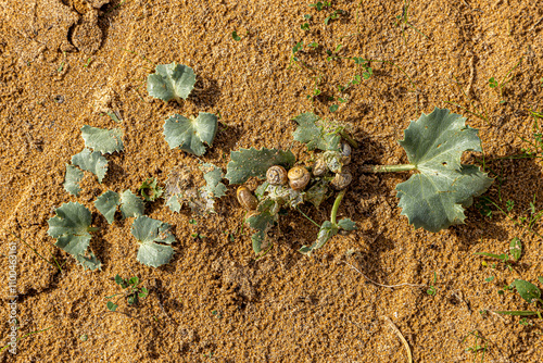 Sea Holly growing on a sandy Portuguese beach, on a sunny November day photo