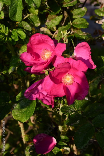 pink rose flower