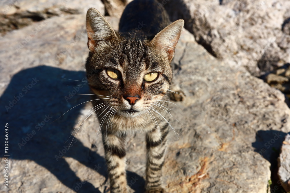 Obraz premium Stray cat on the rocks