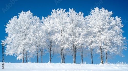 Frost Covered Trees Stand Against A Vivid Blue Sky photo