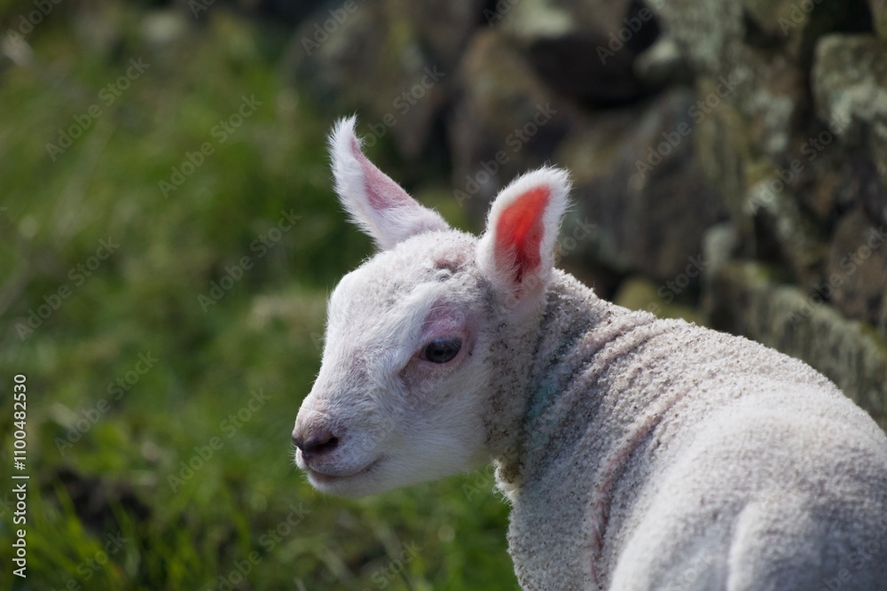 Fototapeta premium Lamb up close