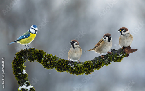 birds sparrows and blue tit sitting on a beautiful branch in winter garden