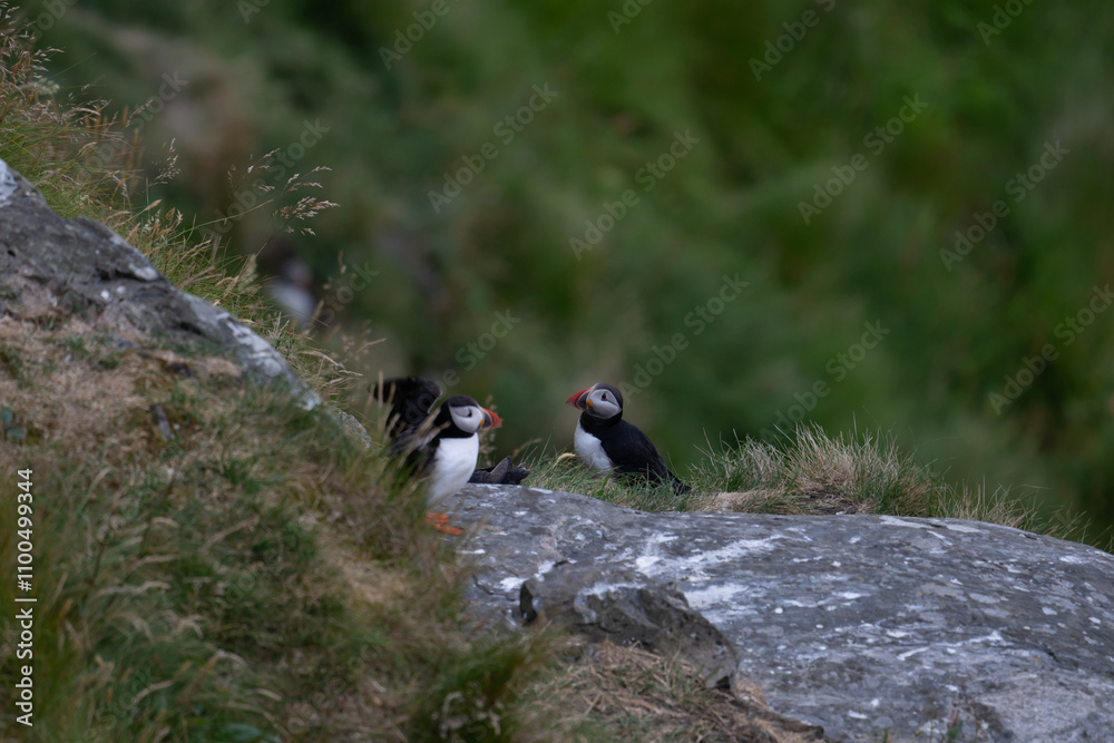 Fototapeta premium Atlantic Puffin in Natural Habitat