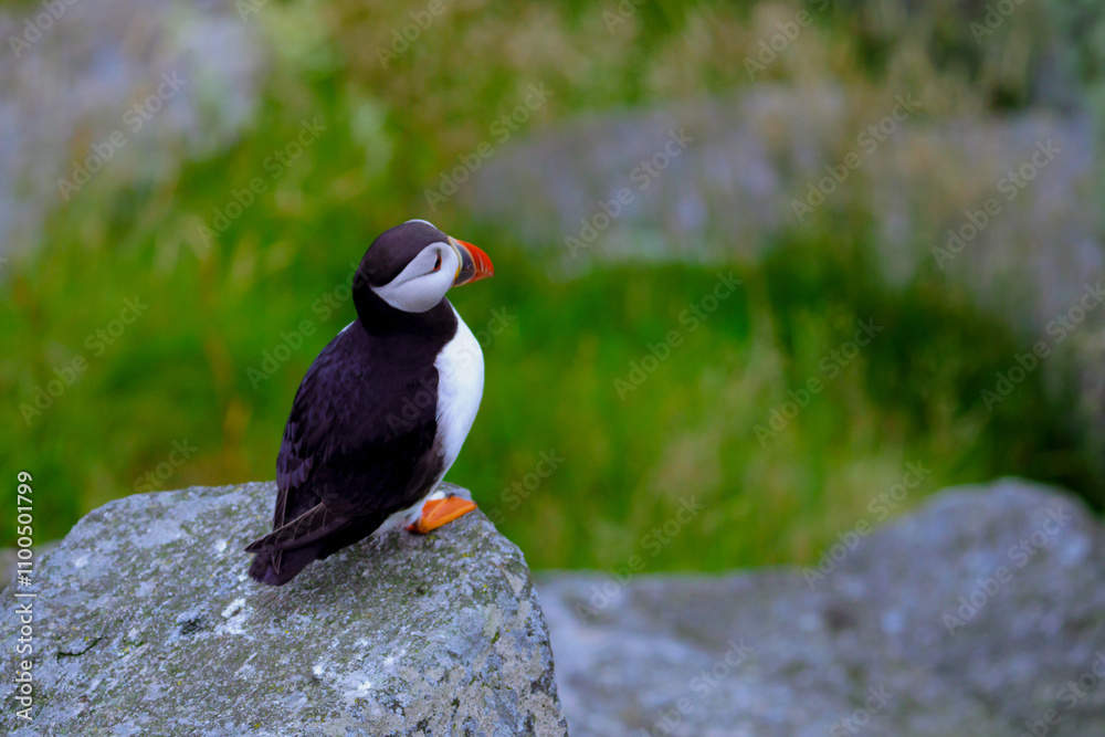Fototapeta premium Atlantic Puffin in Natural Habitat 