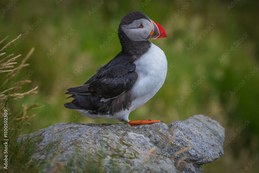 Fototapeta premium Atlantic Puffin in Natural Habitat 