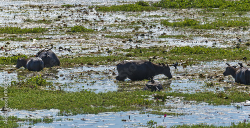 Water buffalo covered with birds bathing on the banks of the Tonle Sap River, Cambodia photo