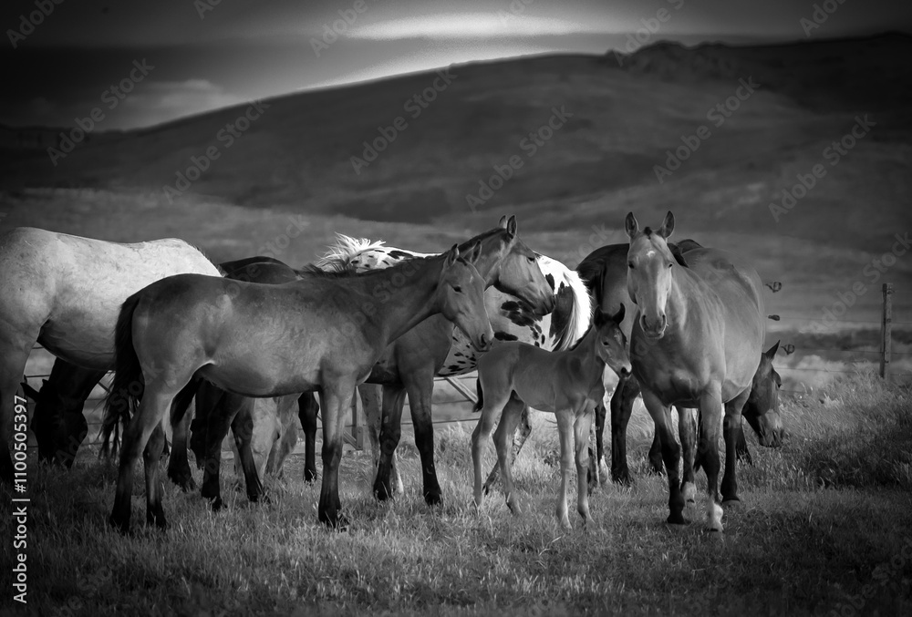 Obraz premium Caballos