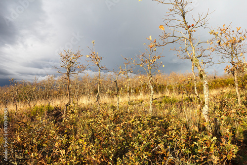 Plantação de carvalhos ainda pequenos na montanha photo