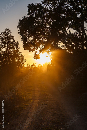 retrato de Jipe em contra-luz ao pôr-do-sol, no meio das árvores