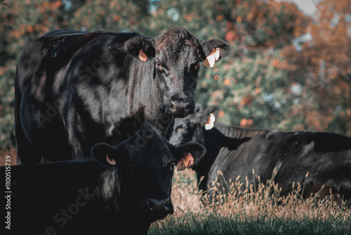 Cattle trio
 photo