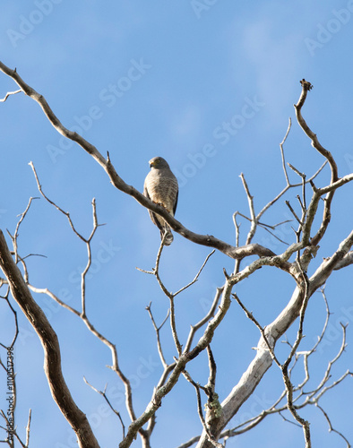 A photo of roadside hawk on a tree photo