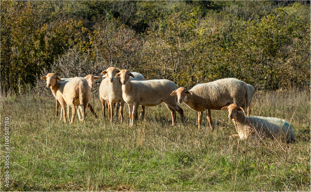 Fototapeta premium A small flock of Rouge de l'Ouest heep sheltering together on a hillside