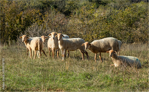 A small flock of Rouge de l'Ouest heep sheltering together on a hillside photo