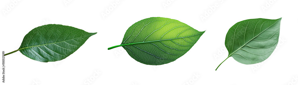 Obraz premium Three green leaves isolated on transparent background, fresh and natural elements