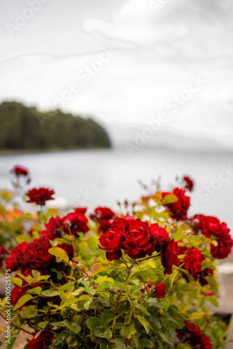 ROSAS, POR ARGENTINA. 