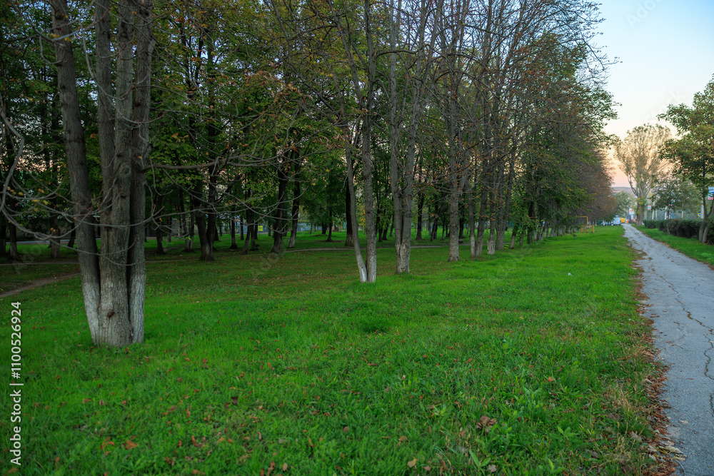 A forest with a road running through it A forest with a road running through it