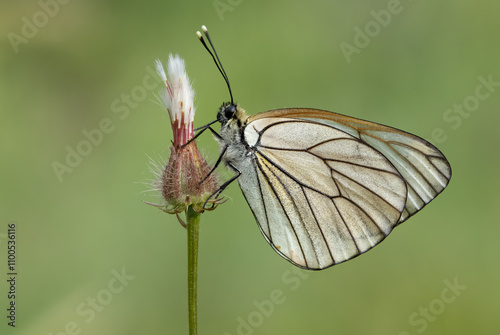 wildlife photos. photos of butterflies in natural areas. photo