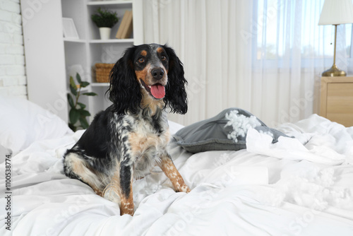 Naughty cocker spaniel with...