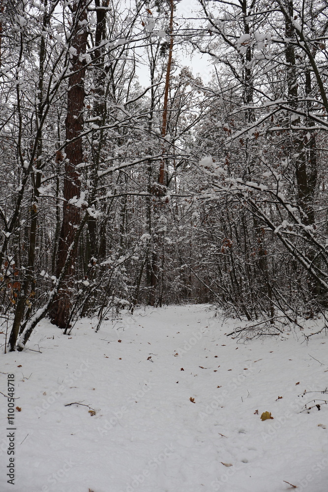 Fototapeta premium Snowy path entering a mysterious winter forest after snowfall