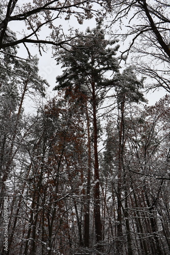 Snowy pine trees reaching for the sky in a winter forest