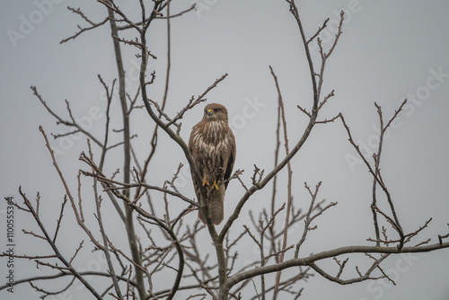 Common Buzzard Perched on Bare Branch