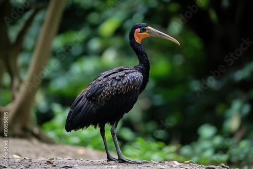 Sightseeing at Bird Paradise Mandai Reserve Singapore Asia photo