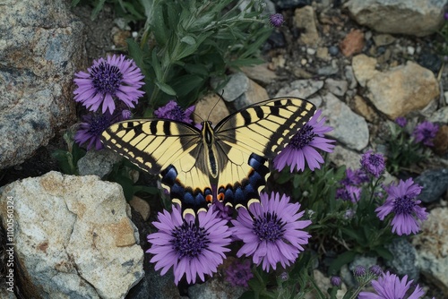 Western Tiger Swallowtail butterfly on purple scabiosa blooms photo