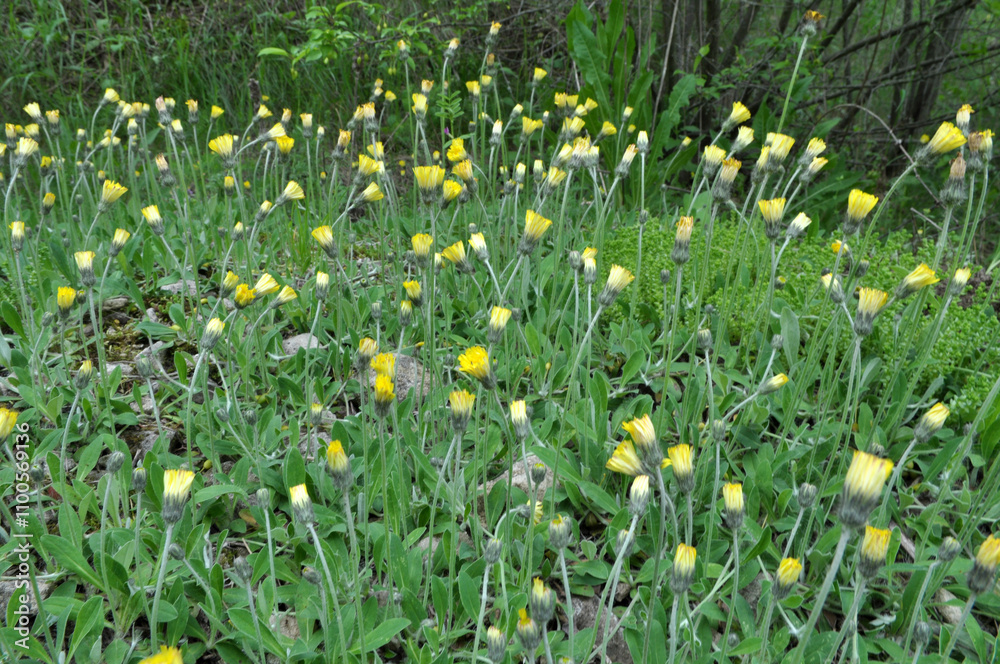 Fototapeta premium Pilosella officinarum, Hieracium pilosella grows in the wildo