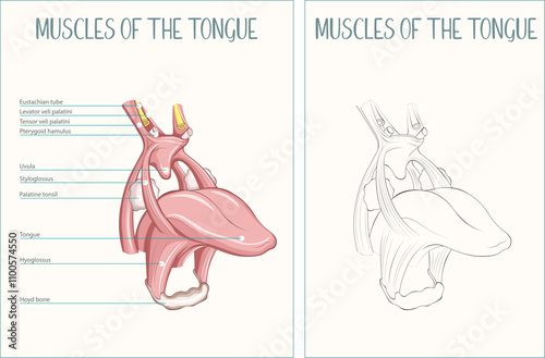 Human Tongue Muscles Anatomy Medical Vector Labeled Colored and Outlined Flat Illustration