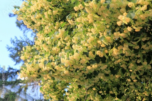 Flowering lime tree in Silistra Park (Bulgaria)
 photo