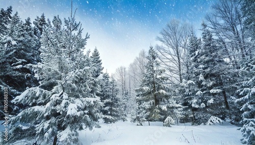 Winter landscape - frosty trees in winter forest in cold weather. Tranquil winter forest nature under snowfall