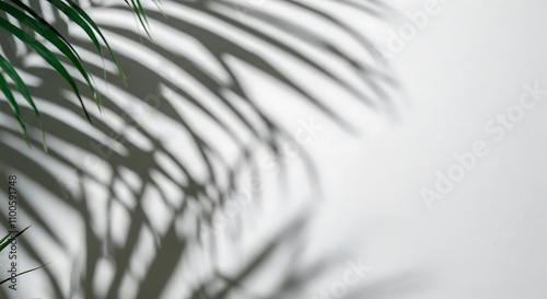 Shadow of tropical leaves on white wall photo