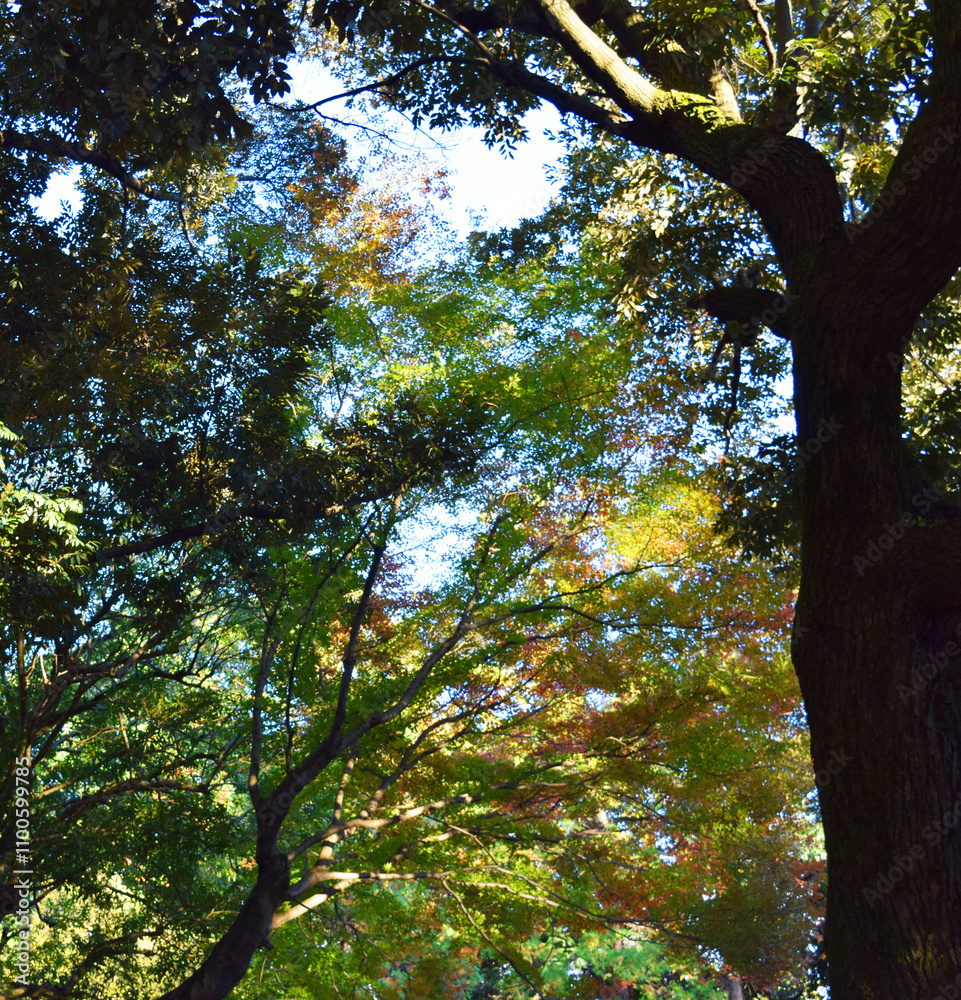 Obraz premium 紅葉の近い木々の画像
