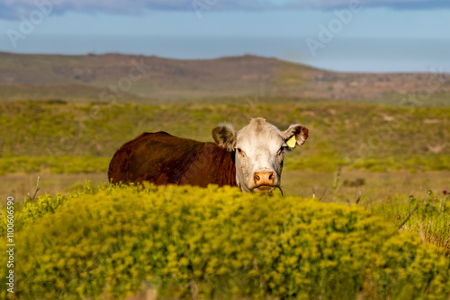 Vaca
