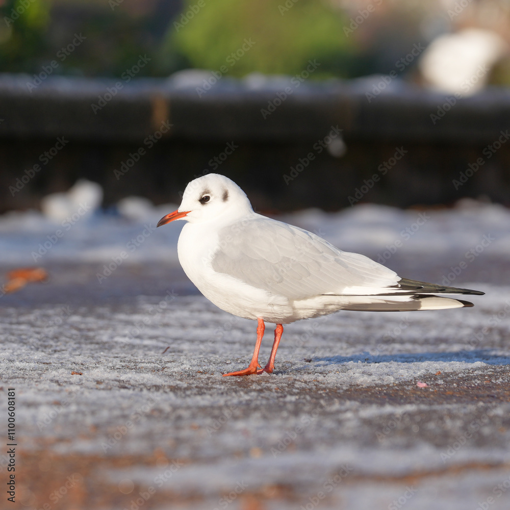 Lone seagull standing on ice Lone seagull standing on ice