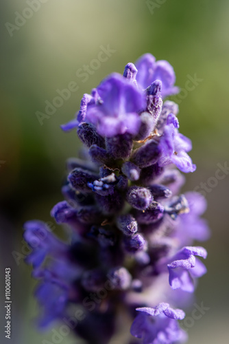 bee on lavender