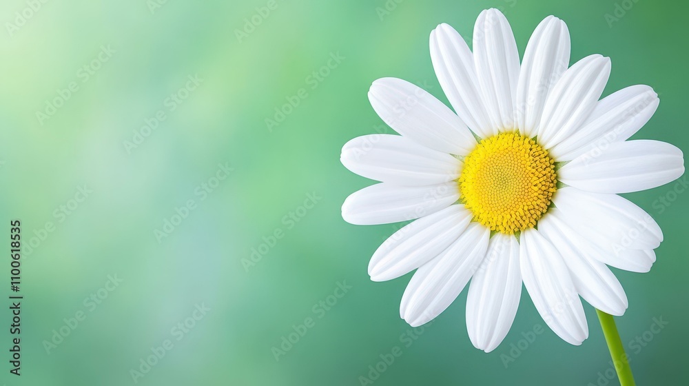 A stunning closeup of a pure white daisy, capturing its delicate petals against a blurred backdrop. A stunning closeup of a pure white daisy, capturing its delicate petals against a blurred backdrop.