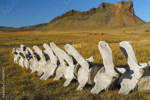 Close-up of whale spine bones displayed on a sunny grassy field, showing weathered texture and natural decay. photo