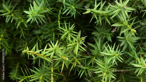 Pine tree branches closeup. Pine bright green foliage. Red pine ornamental plant.