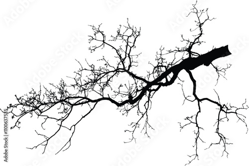 Oak branch. Natural Oak tree branches silhouette on a white background (Vector illustration). Natural branch on a white. 