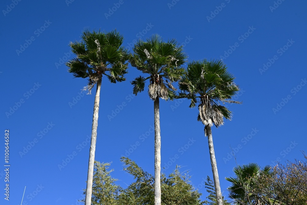 Naklejka premium Palm tree.Arecaceae tropical plants.A plant used for multiple purposes, including food, medicine, roadside trees, and ornamental purposes.