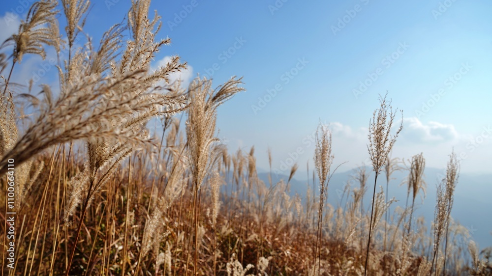 Fototapeta premium Korea Jirisan Silver Grass and Autumn Scenery