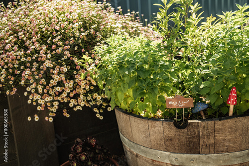 Herbs in wine barrel