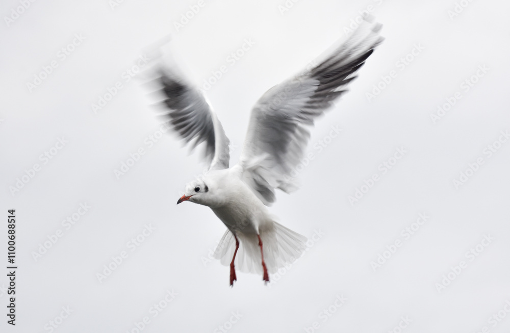 Seagull flying with open wings, closeup, isolated