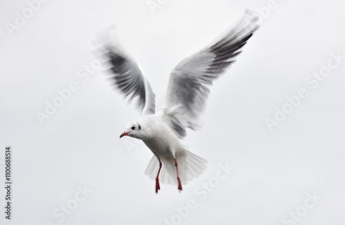 Obraz na płótnie Seagull flying with open wings, closeup, isolated w salonie