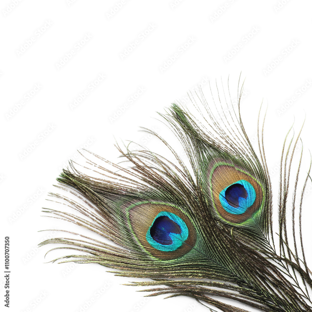 Fototapeta premium Two beautiful peacock feathers isolated on white